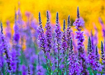 育碧确认双重暗杀回归《刺客信条：影》